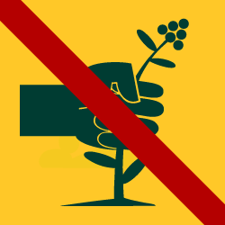 Pflanzen pflücken oder entnehmen verboten