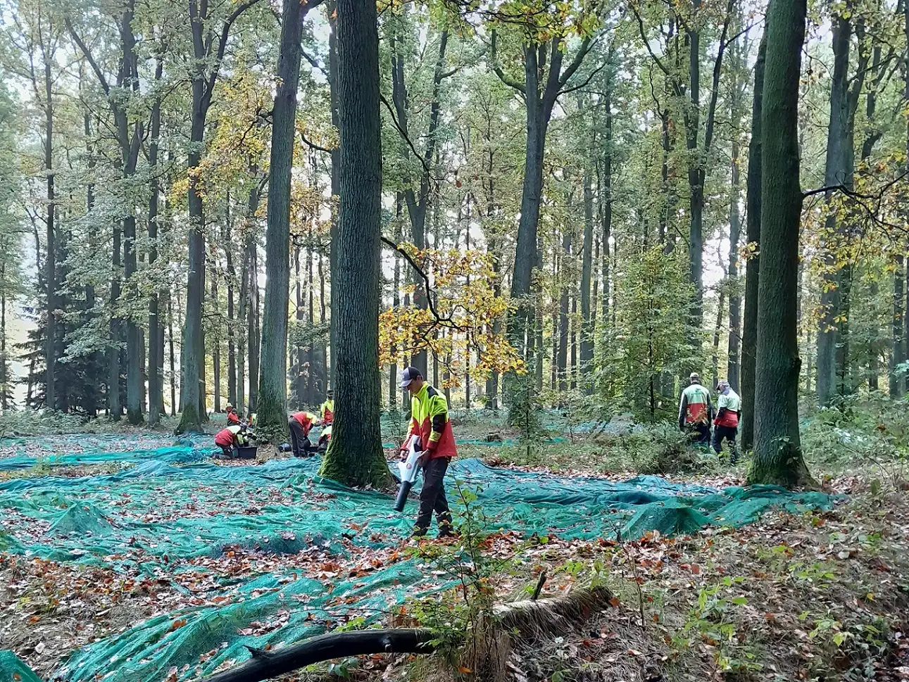 Im September legten die Auszubildenden und ihre Lehrmeister unter den Traubeneichen im Saatgutbestand im Forstrevier Königstein ca. 100 Netze von je ca. 10 m² Größe zum Auffangen von Eicheln aus.