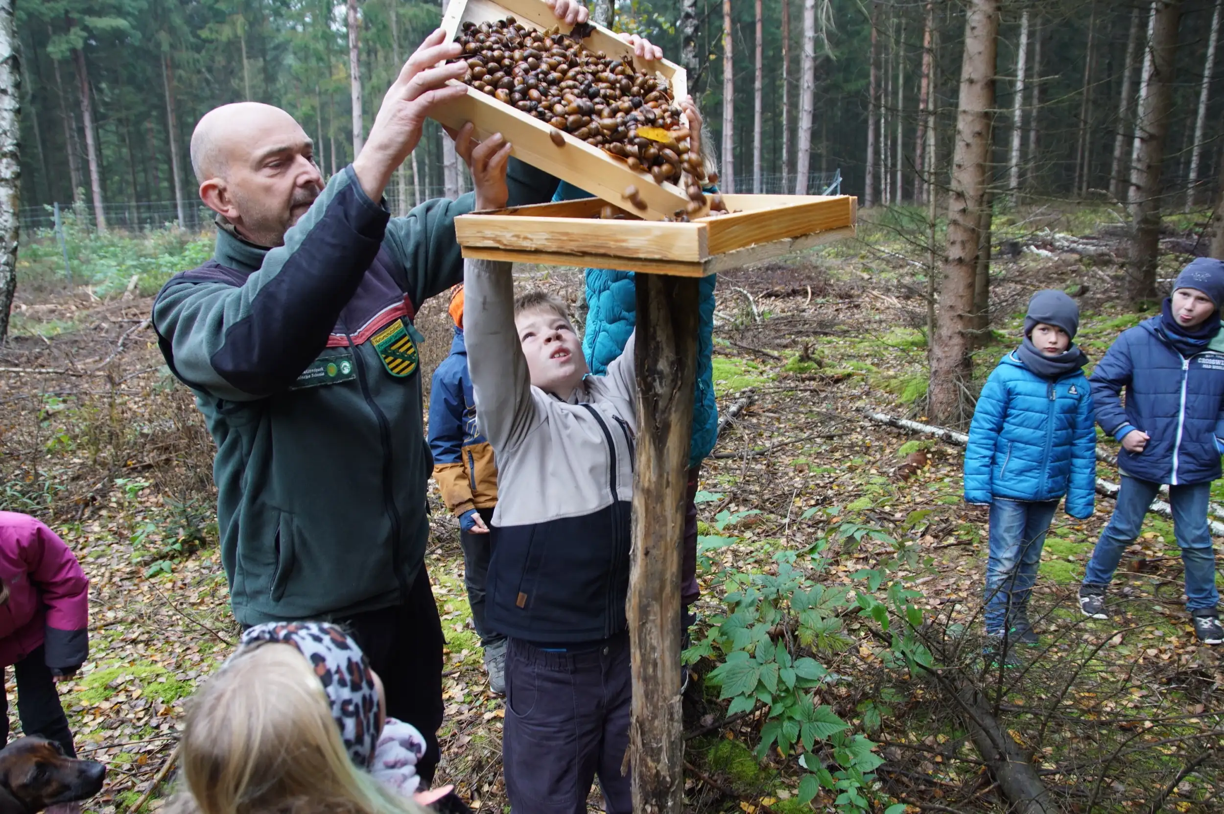 Unterstützt von Nationalpark-Ranger Jorg Roß (li.) von der Nationalpark- und Forstverwaltung Sächsische Schweiz verteilten die Kinder die von ihnen gesammelten Eicheln auf die Hähertische im Wald.