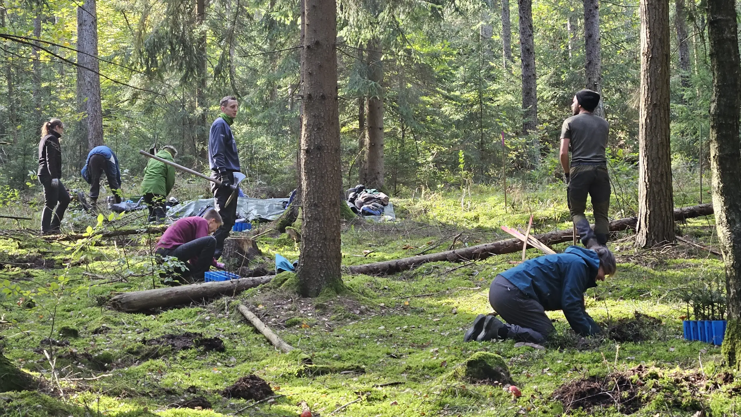 Schon im Jahr 2024 engagierten sich zahlreiche Freiwillige im Bergwaldprojekt in der Nationalparkregion Sächsische Schweiz und trugen wie hier mit der Pflanzung vieler junger Weißtannen zum Erhalt dieser wichtigen Baumart für die Sächsische Schweiz bei.