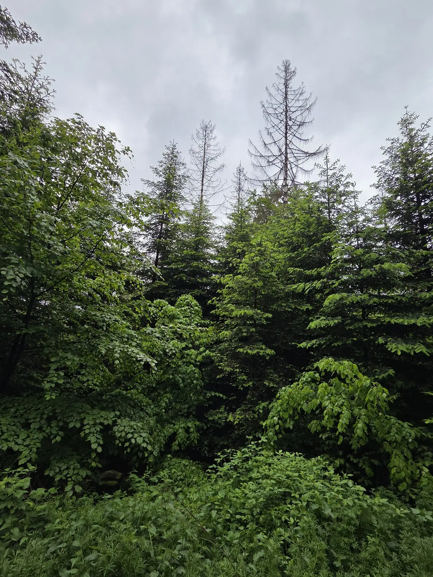 Strukturreichtum im Wald ist für die Biodiversität sehr wichtig. Auch für die Stabilität und die Resilienz des Waldes ist sie äußerst vorteilhaft