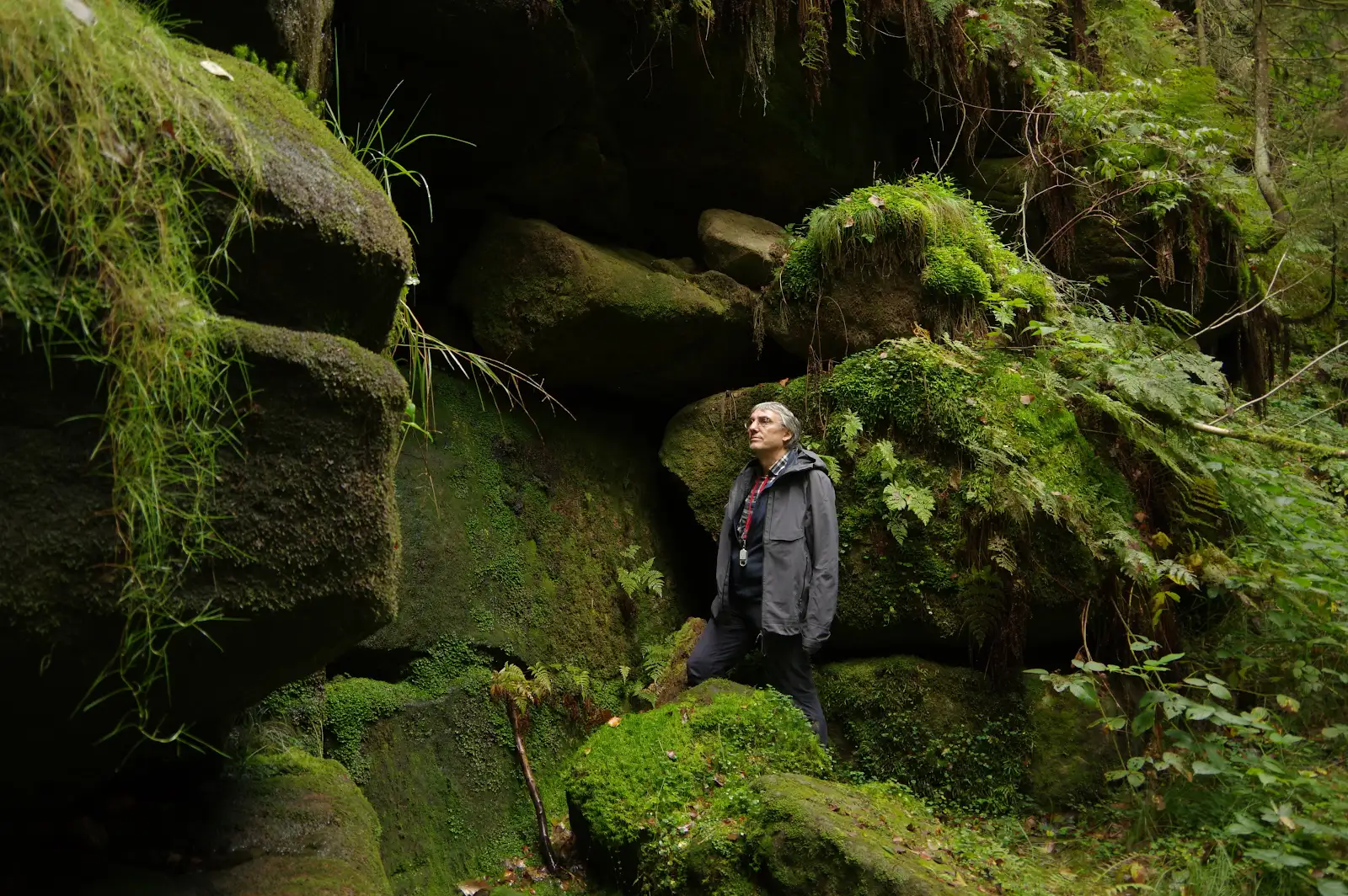 Das Elbsandsteingebirge ist ein Moos-Paradies. Rund 500 Arten wachsen hier auf kleinstem Raum – mehr als anderswo in Deutschland. Eine kann sogar leuchten.