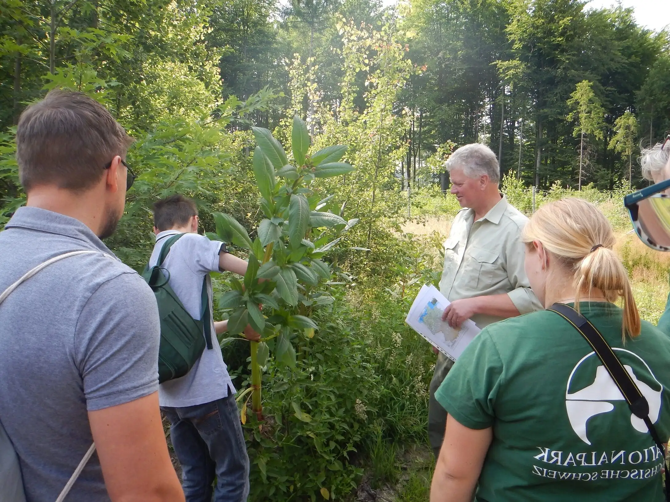 Am Aktionstag „genialsozial“ 2023 lernen Schülerinnen und Schüler unter praktischer Anleitung durch den Leiter des Nationalparkrevieres Hohnstein Frank Wagner das Beseitigen von invasivem Springkraut zur Vorbereitung von Neupflanzungen im Landschaftsschutzgebiet.