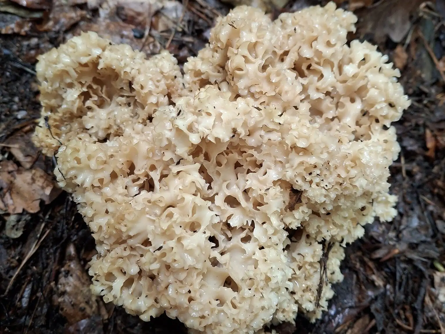 Ein Krause Glucke wächst an einem Stamm