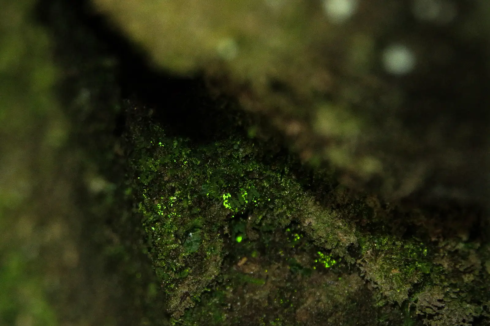 Das Licht der Taschenlampe trifft in der Tiefe eines Felsspalts auf winzige hellgrün reflektierende Punkte: den Vorkeim des Leuchtmooses.