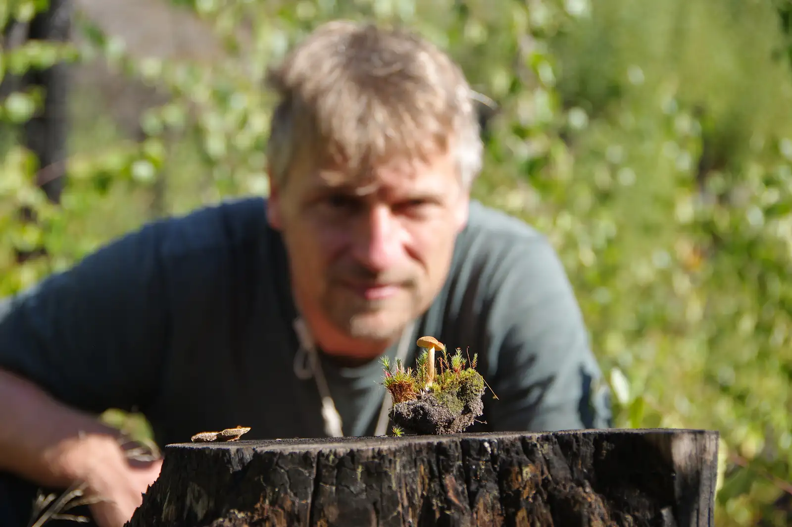 Pilze, wie den Brandstellen-Flämmling (Gymnopilus decipiens), findet man häufig nach Waldbränden. Sie zersetzen Totholz, binden Nährstoffe und Feuchtigkeit im Boden und sind damit Wegbereiter für die Rückkehr der Natur, sagt der Mykologe Alexander Karich.