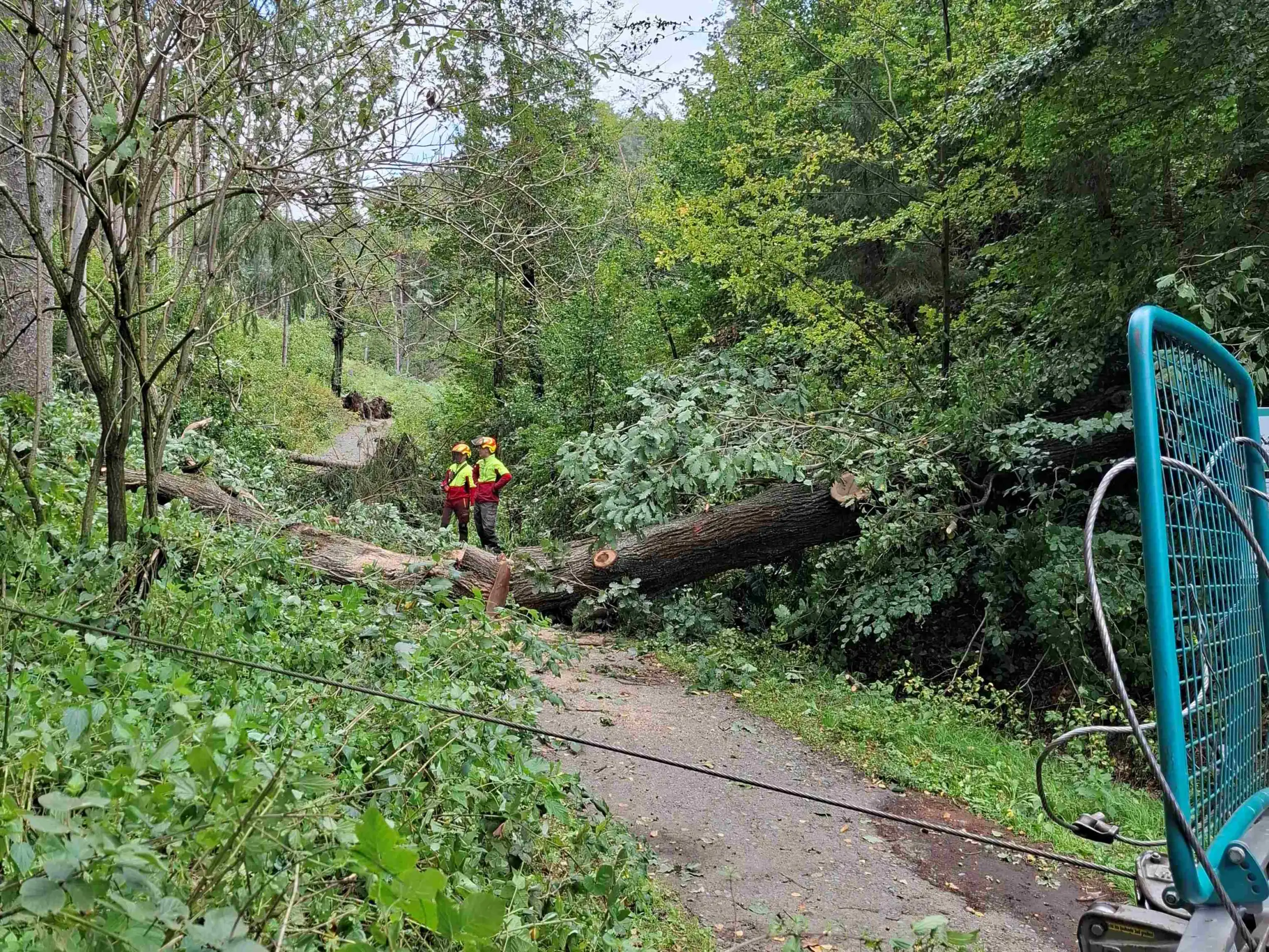 Windbrüche am Füllhölzelweg im September 2025, im Vordergrund liegt ein Baum quer. Zwei Spezialisten der Nationalpark- und Forstverwaltung beseitigen mit ihren Spezialgerätschaften die vielen über den Weg gebrochenen Bäume