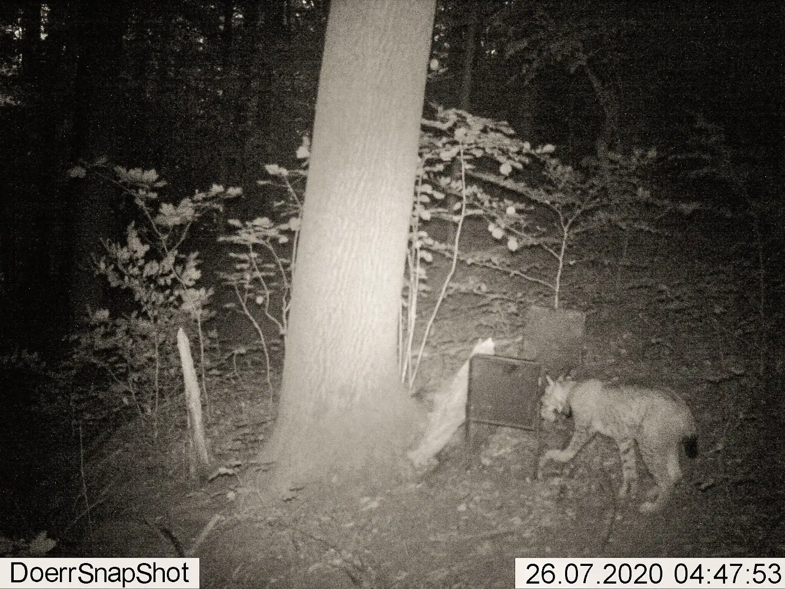 60 25 Kompass Natur Reihe 2 Folge 4 Miras Reise Luchse im Nationalpark Sächsische Schweiz 3