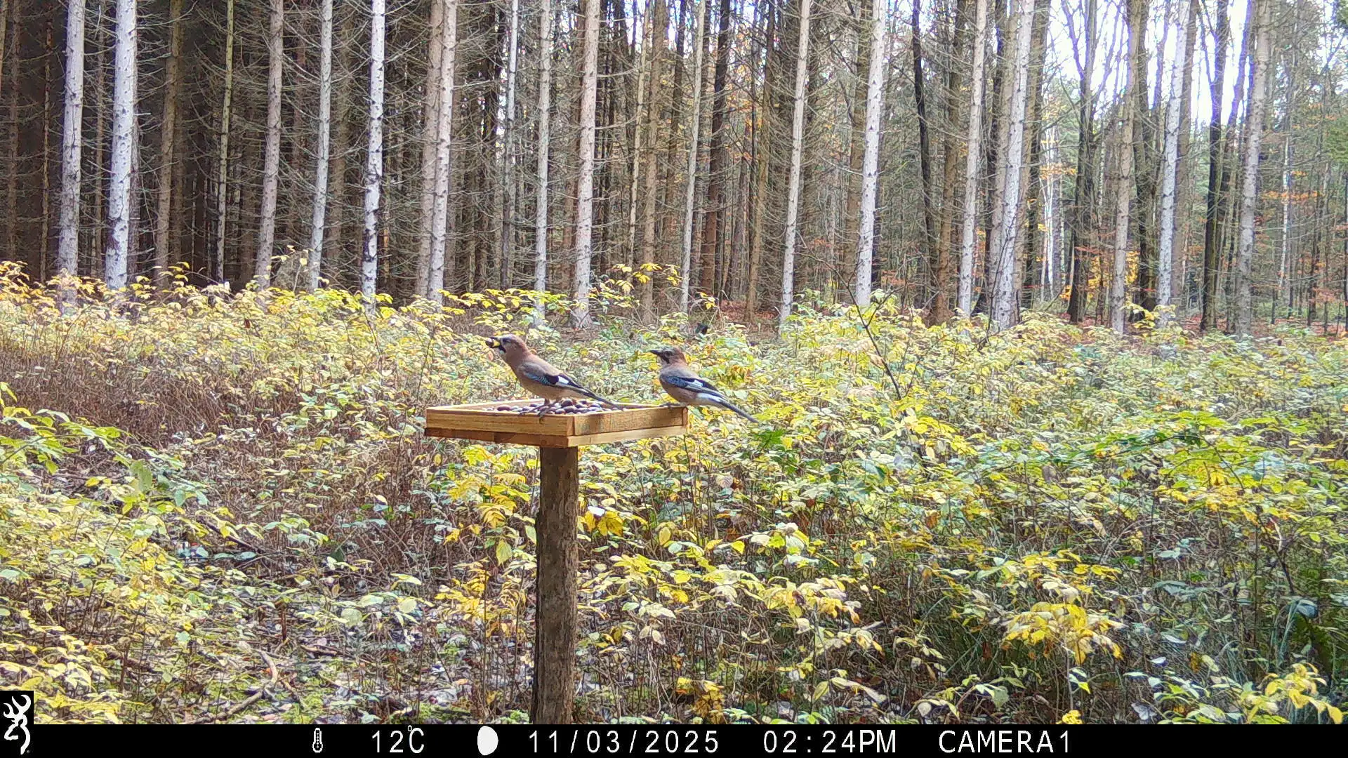 Zwei Eichelhäher haben sich am reich gedeckten Hähertisch eingefunden und finden hier – leichtes Spiel – Vorrat für den Winter. Gewiss bleiben auch in dieser Saison manche der von ihnen im Waldboden versteckten Eicheln zurück und bringen im Frühjahr Keimlinge junger Eichen hervor.