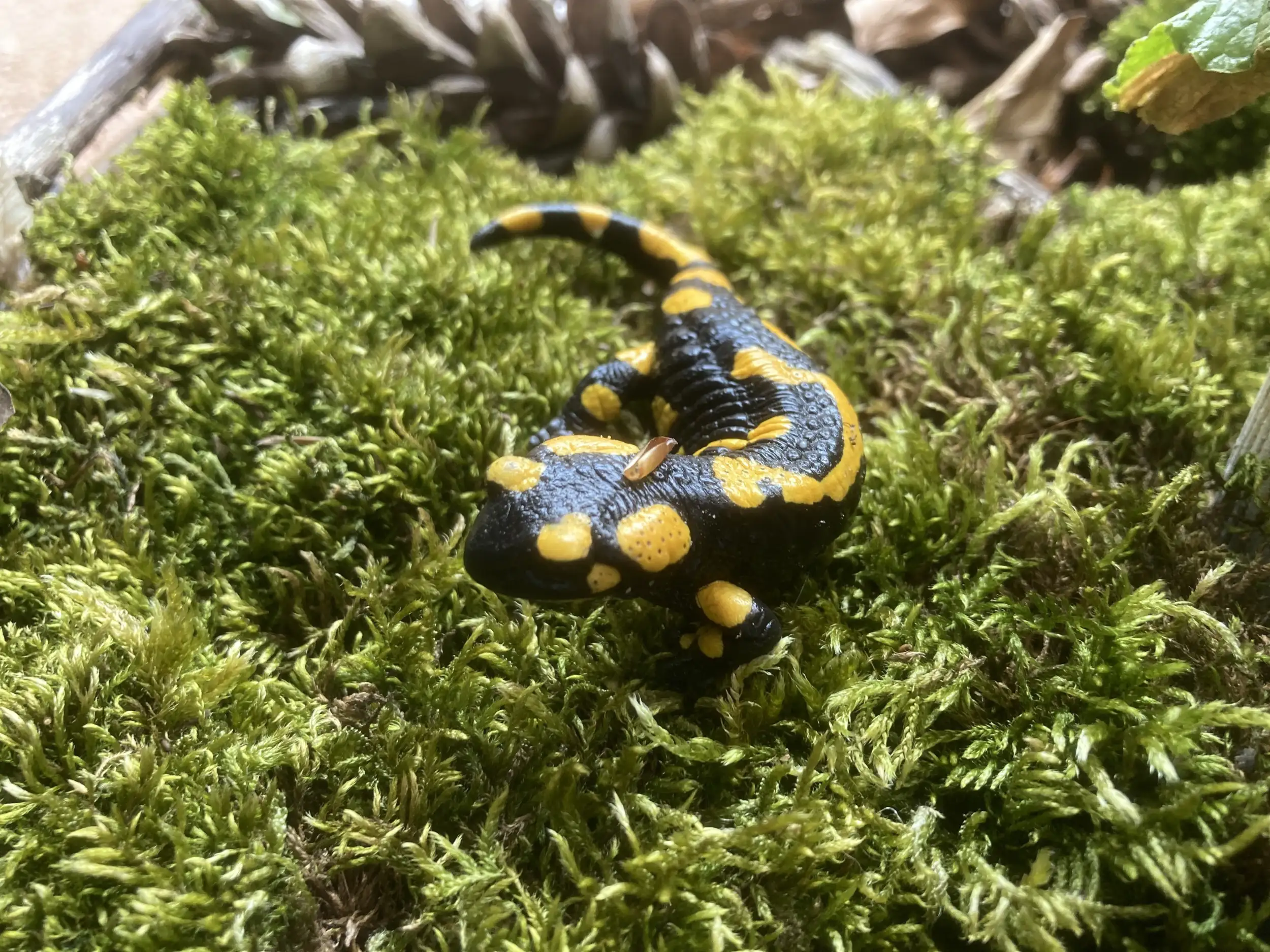 In den kühlen und feuchten Schlüchten oder auch an klaren Bächen in der offenen Landschaft der Nationalparkregion fühlen sich Feuersalamander wohl. Hier lassen sich die attraktiven Tiere gut beobachten und fotografieren. Dank der über 200 Fotonachweise von Einwohnern und Gästen ist nun ein besserer Überblick über die Population des Feuersalamanders möglich. An der Aktion „Feuersalamander, wo bist Du?“ kann man sich auch im nächsten Jahr wieder beteiligen.