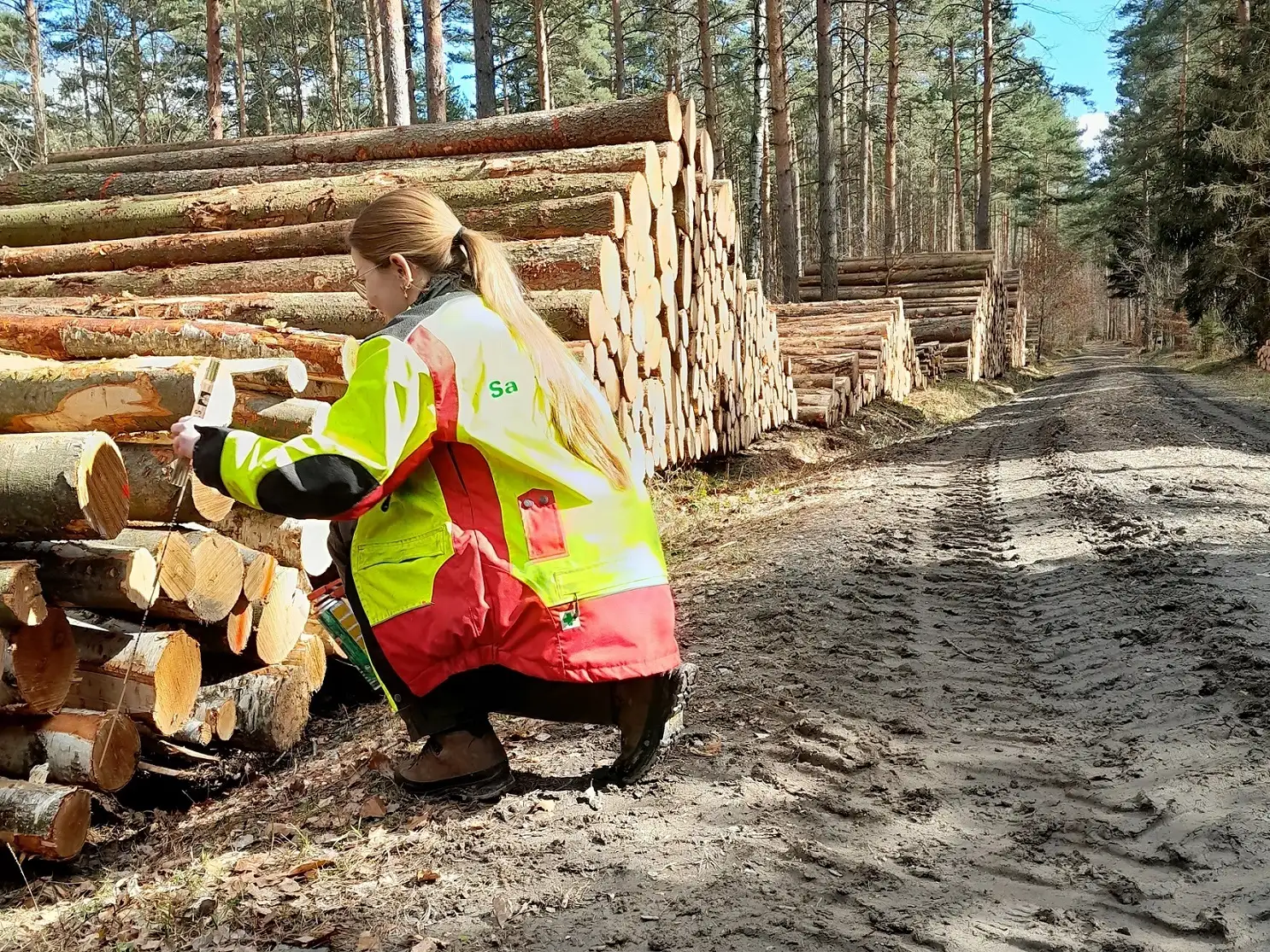 Katharina Käthner, Forstbezirksassistentin bei der Nationalpark- und Forstverwaltung von Sachsenforst, misst das nach verschiedenen Sortimenten sortierte und entsprechend in sogenannten Poltern abgelegte Holz im Waldgebiet Kirchleite bei Gohrisch auf. Das Brennholz wird zur Abholung ab Waldweg bereitgestellt. Die Poltergrößen entsprechen dem durchschnittlichen Brennholzbedarf privater Holzkäufer.