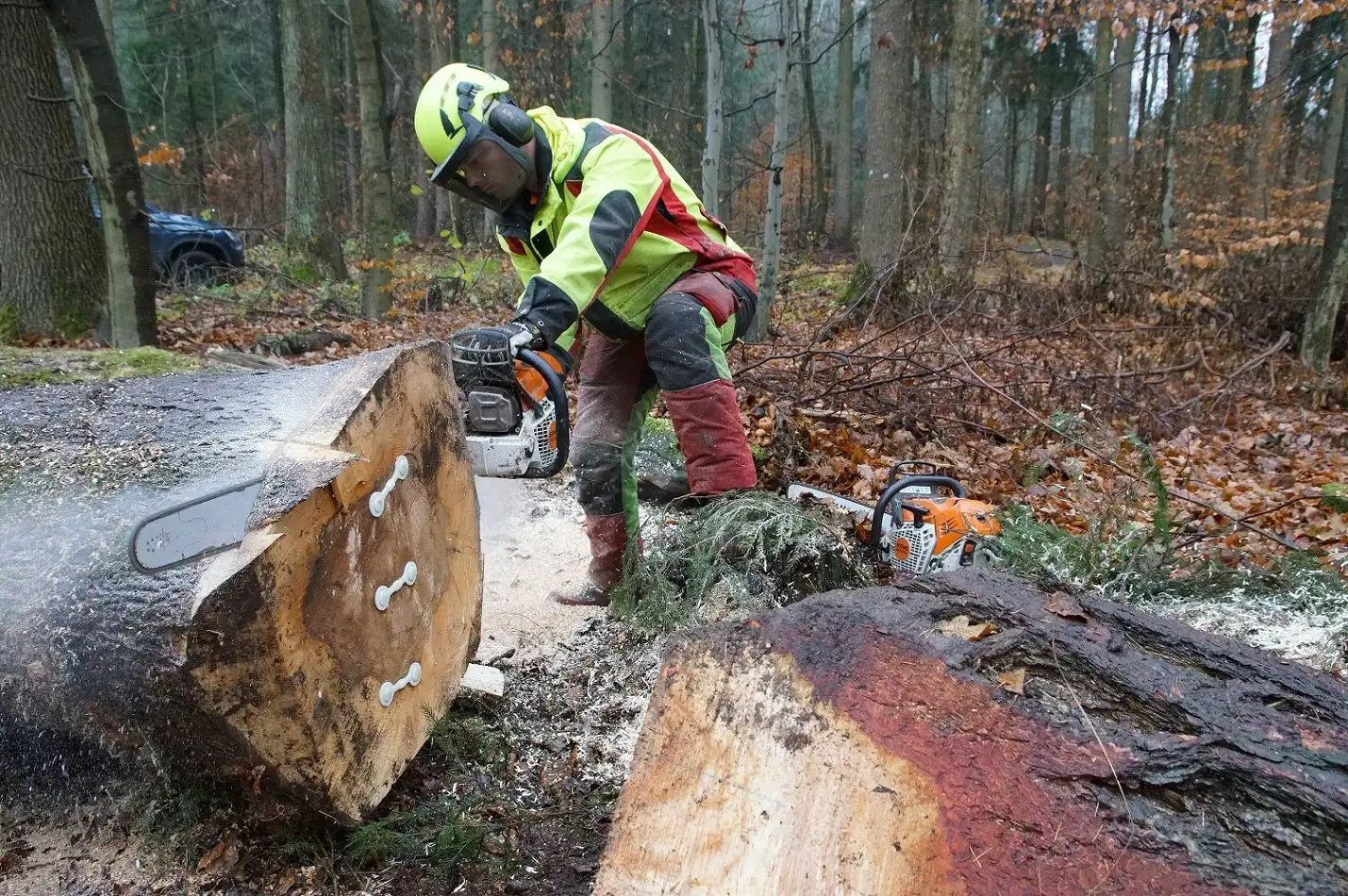 Ein Waldarbeiter steht im Wald und sägt mit einer Motorsäge eine schmale Holzscheibe von einem liegenden Baumstamm ab.
