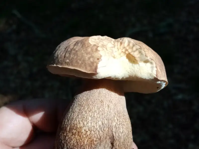 Porcini mushroom in close-up, held in one hand, shaded forest floor in the background.