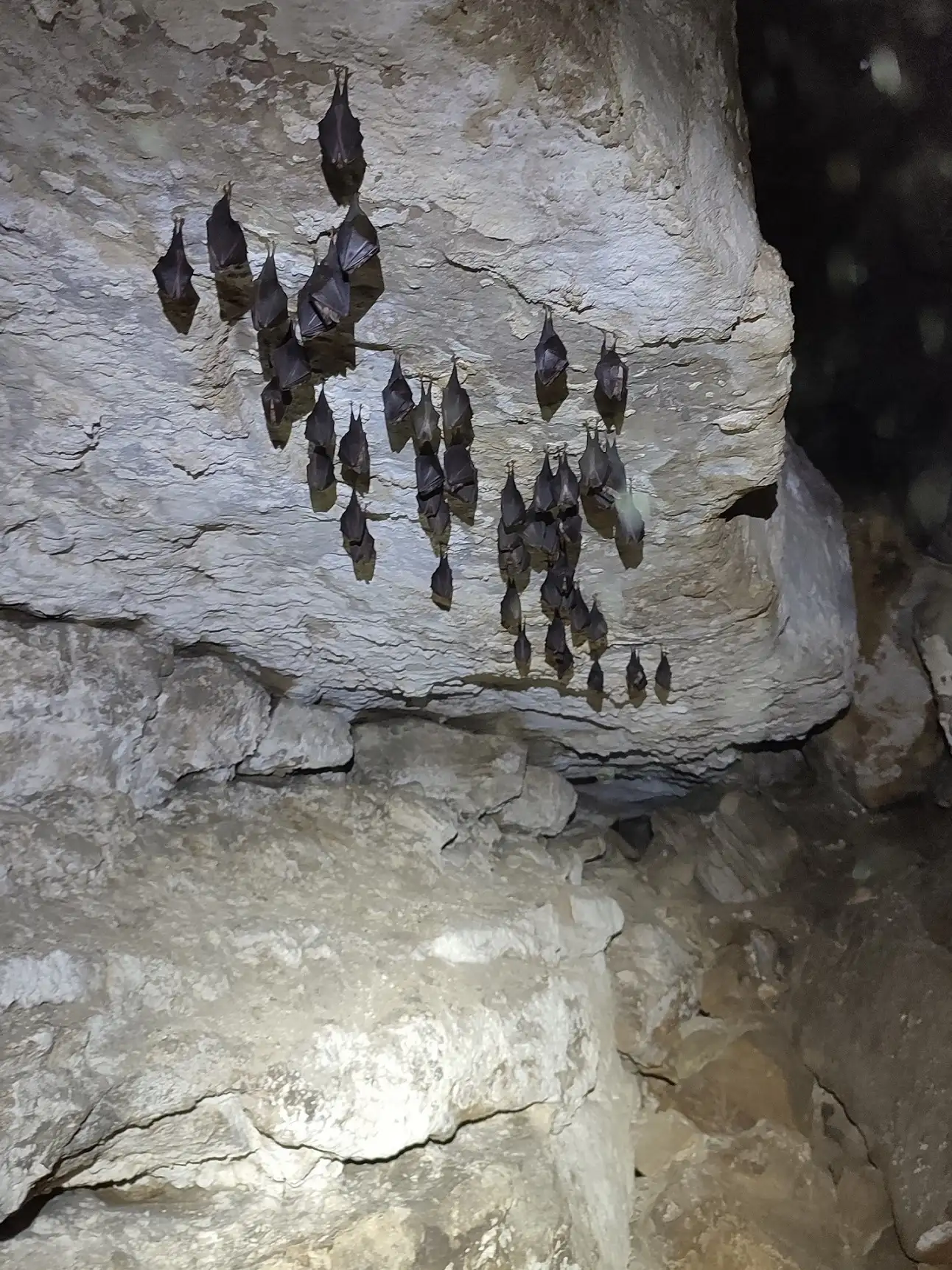 10 26 Kleine Hufeisennase Winterquartier Nationalparkregion 2