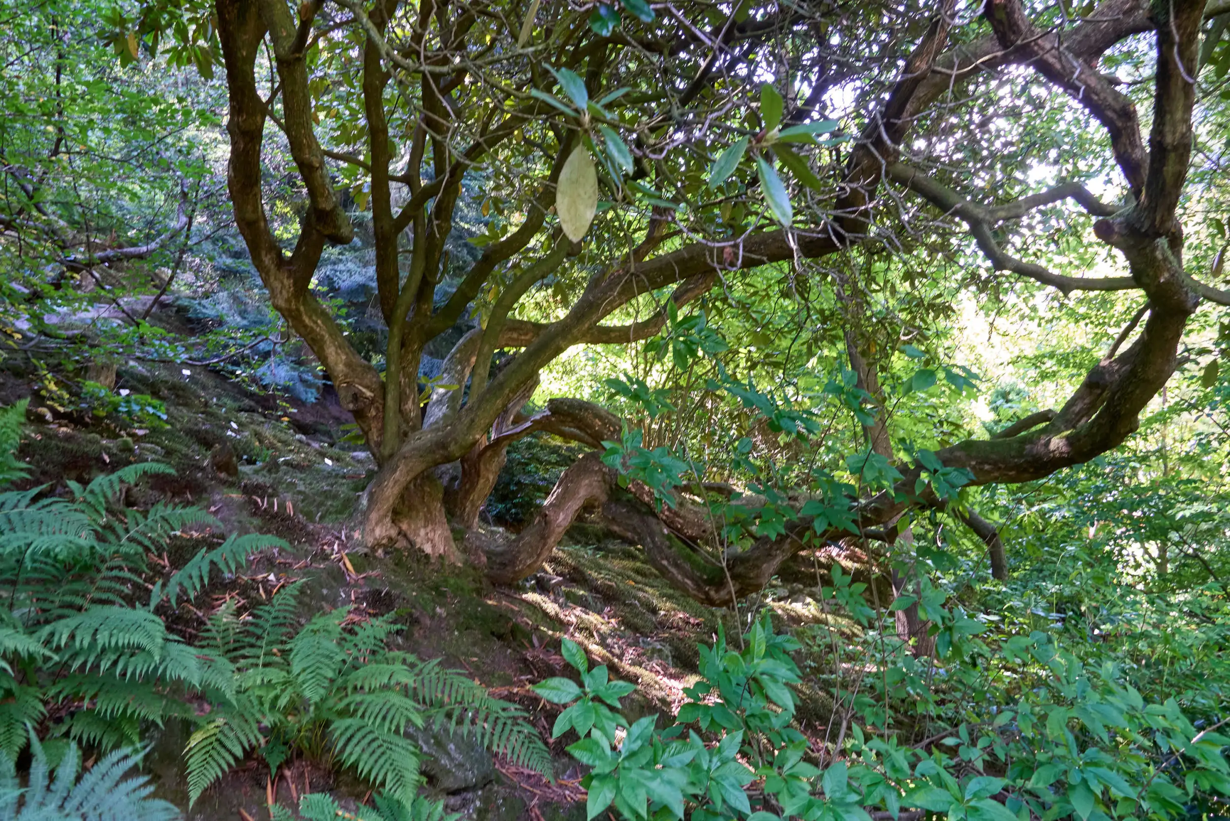 Botanischer garten bad schandau