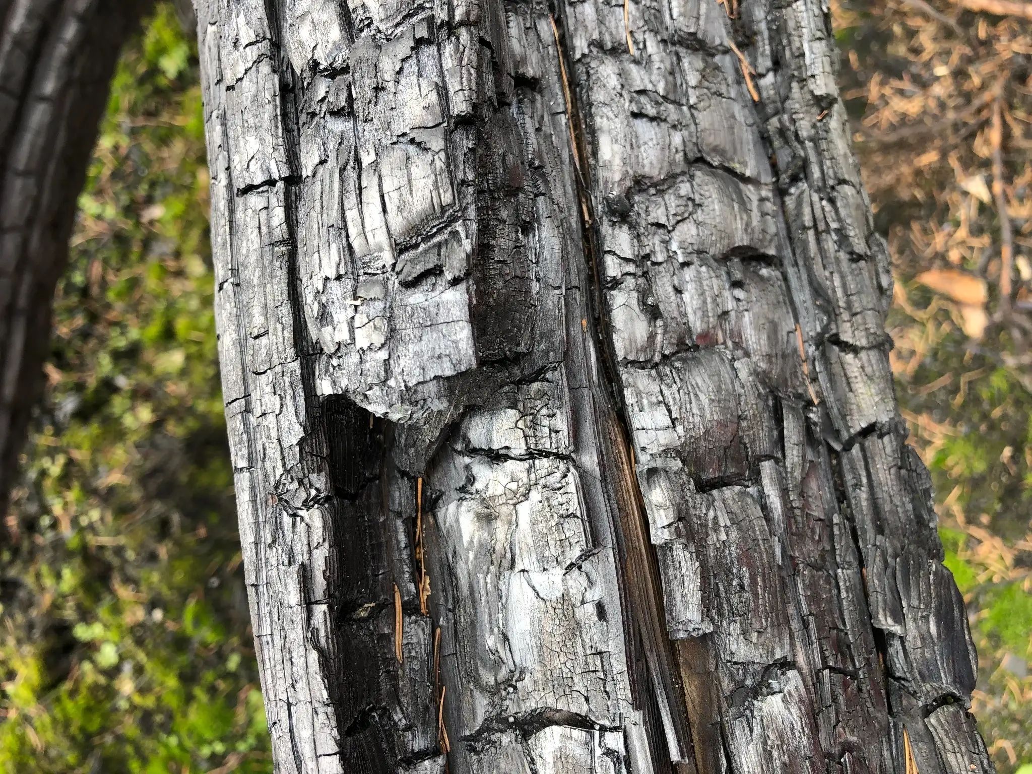 Verkohltes holz nach dem waldbrand