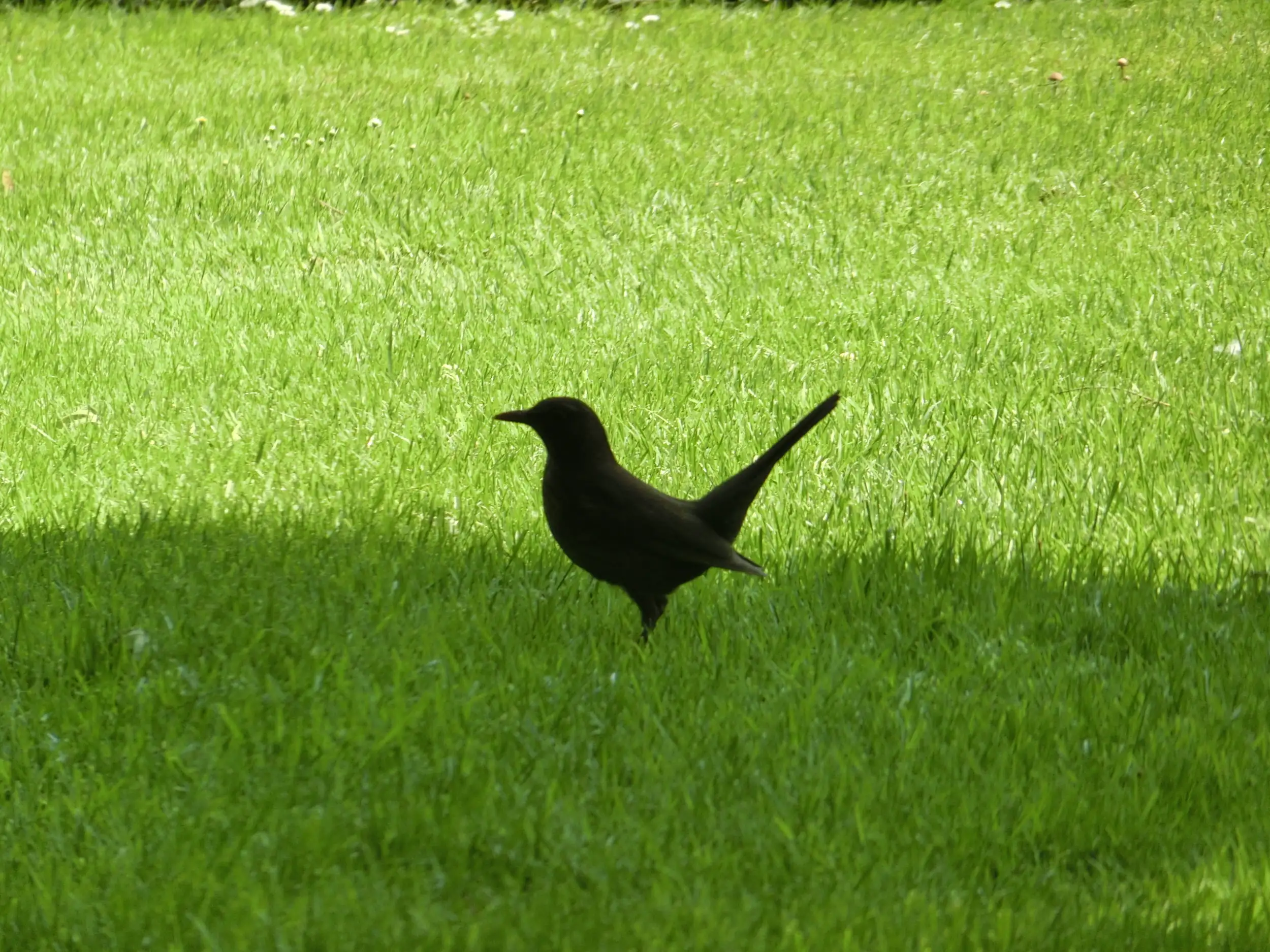Amsel auf der wiese