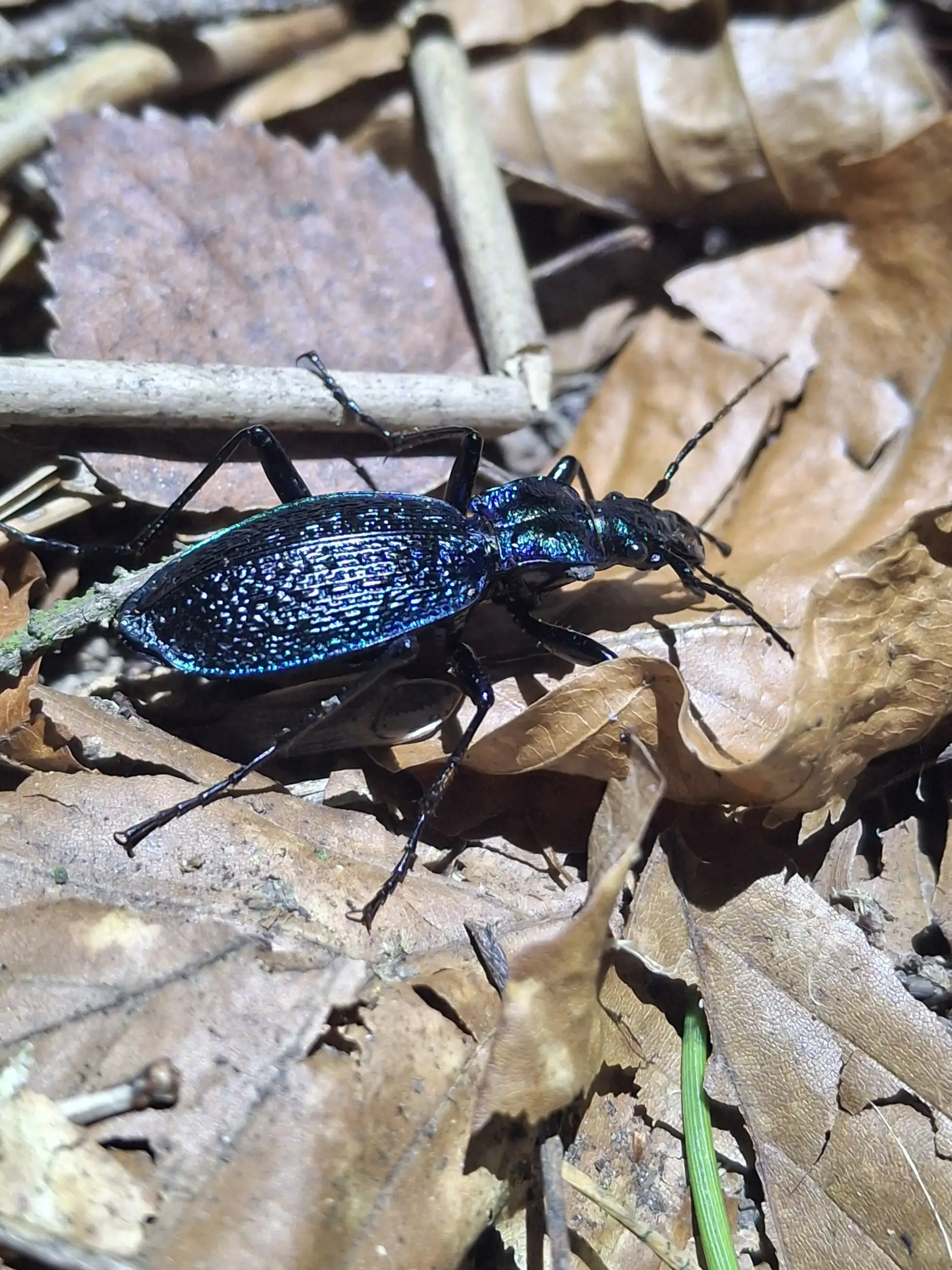 Dunkelblauber laufk fer carabus inticatus jpg