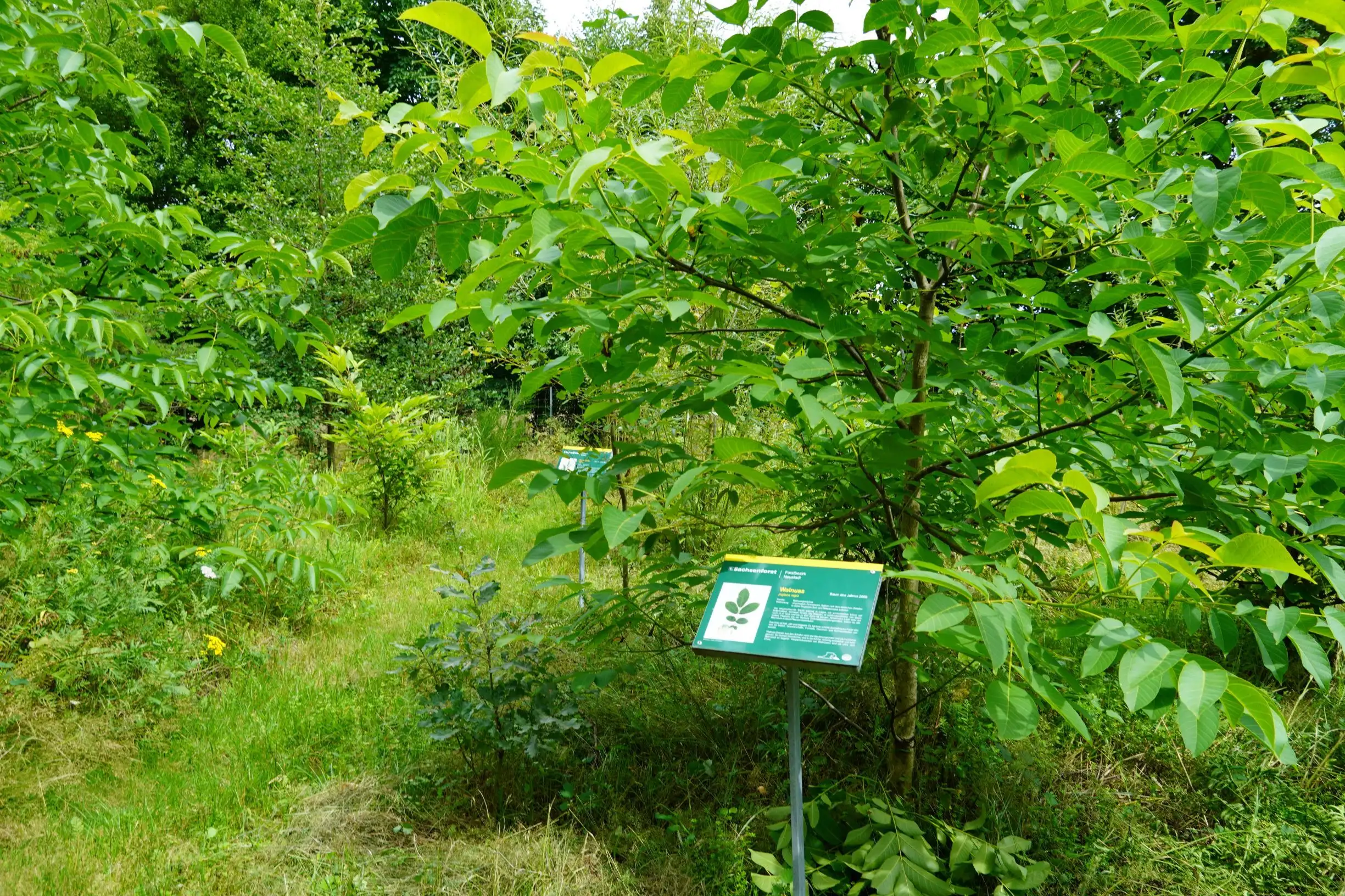 Vor einem noch jungen Walnussbaum im Arboretum Gohrisch steht eine kleine Tafel, die über die Baumart informiert.