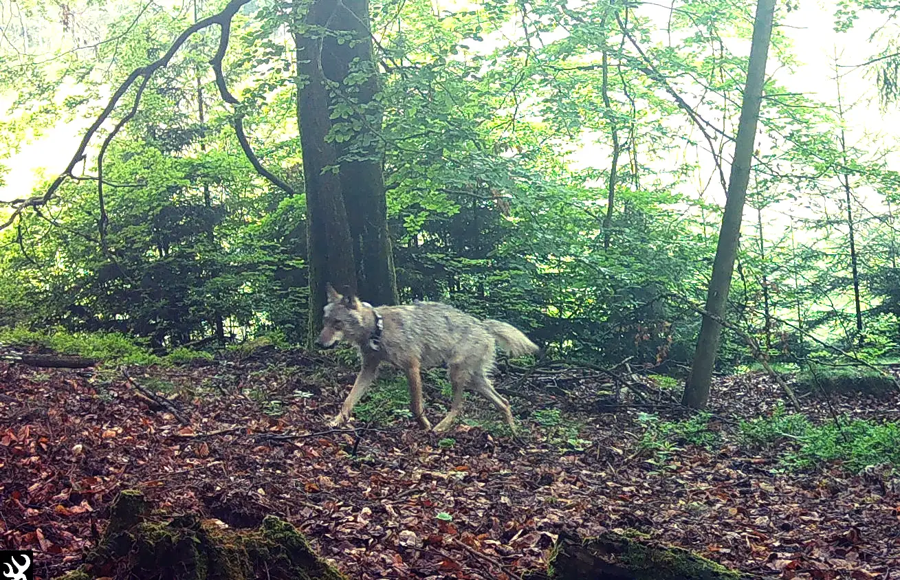 Wolf exkursion