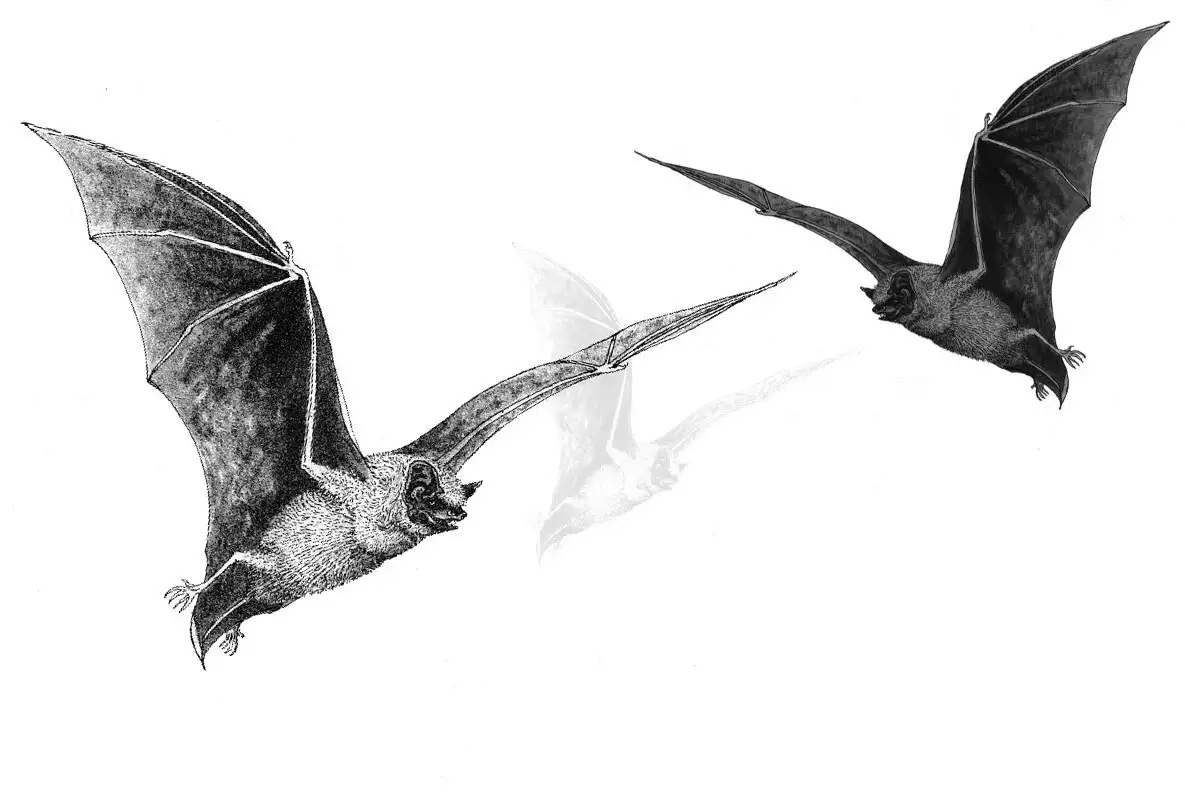 Batnight banner2 web jpg