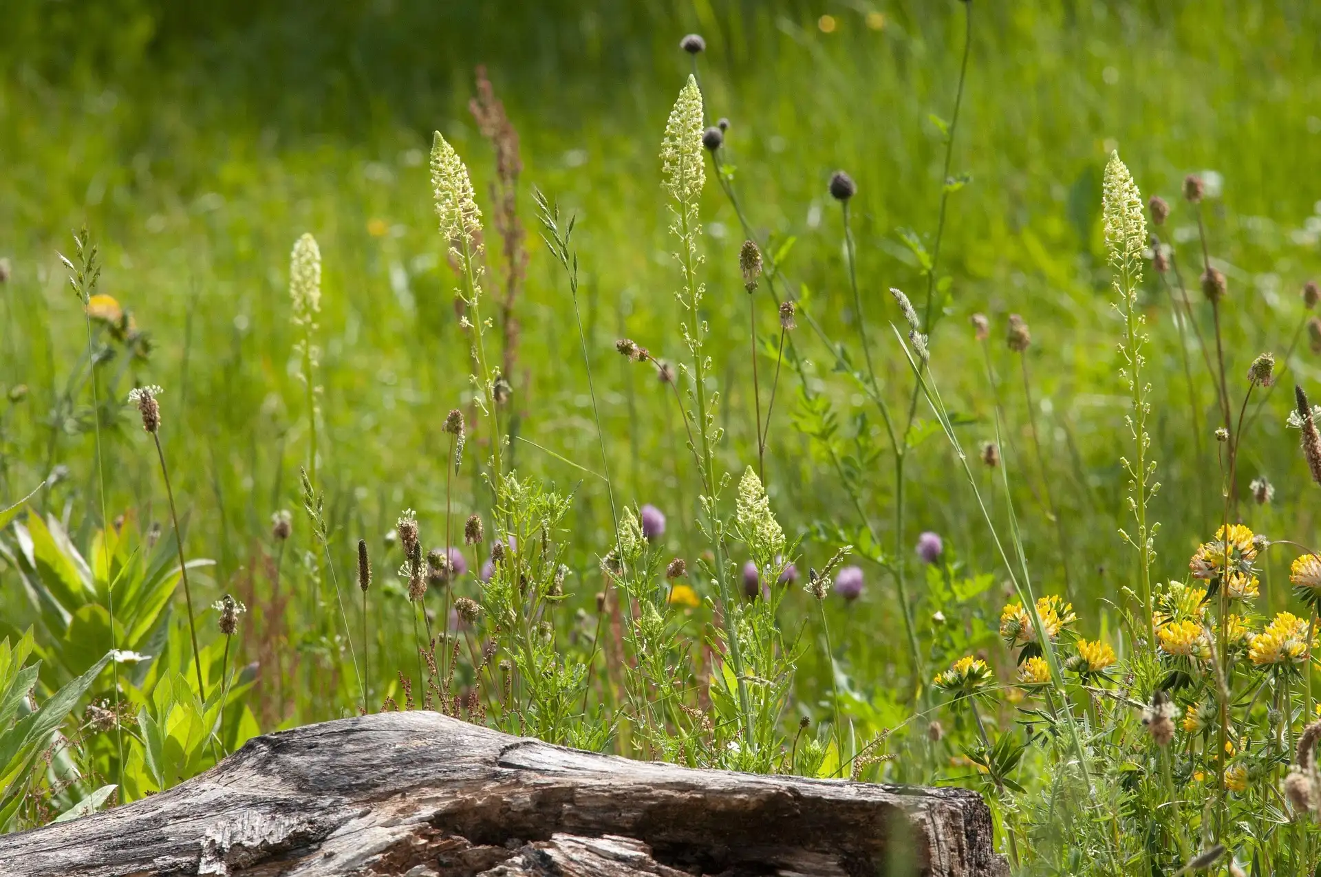 David seifert naturgarten