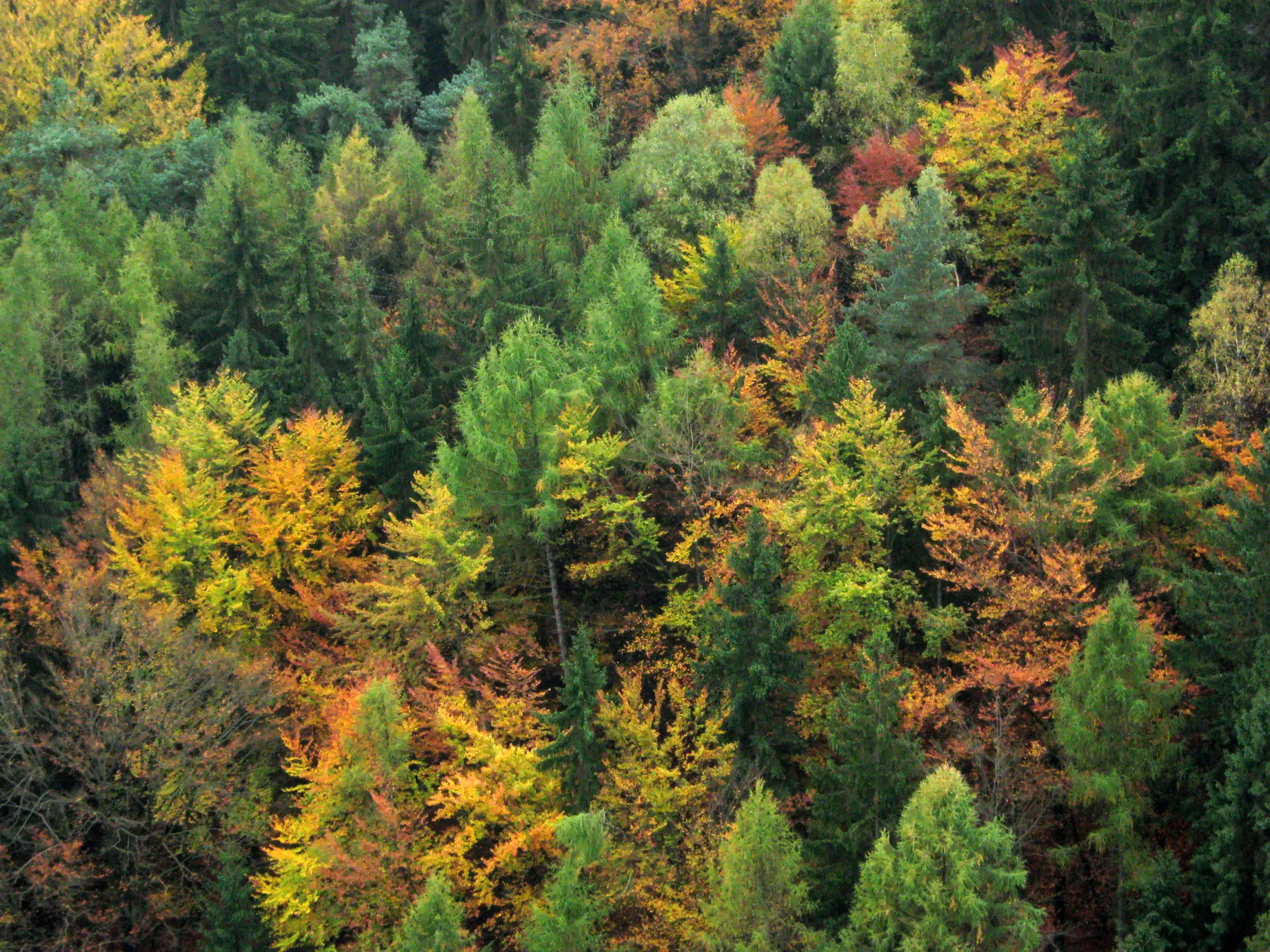 Mischwald a wisniewska