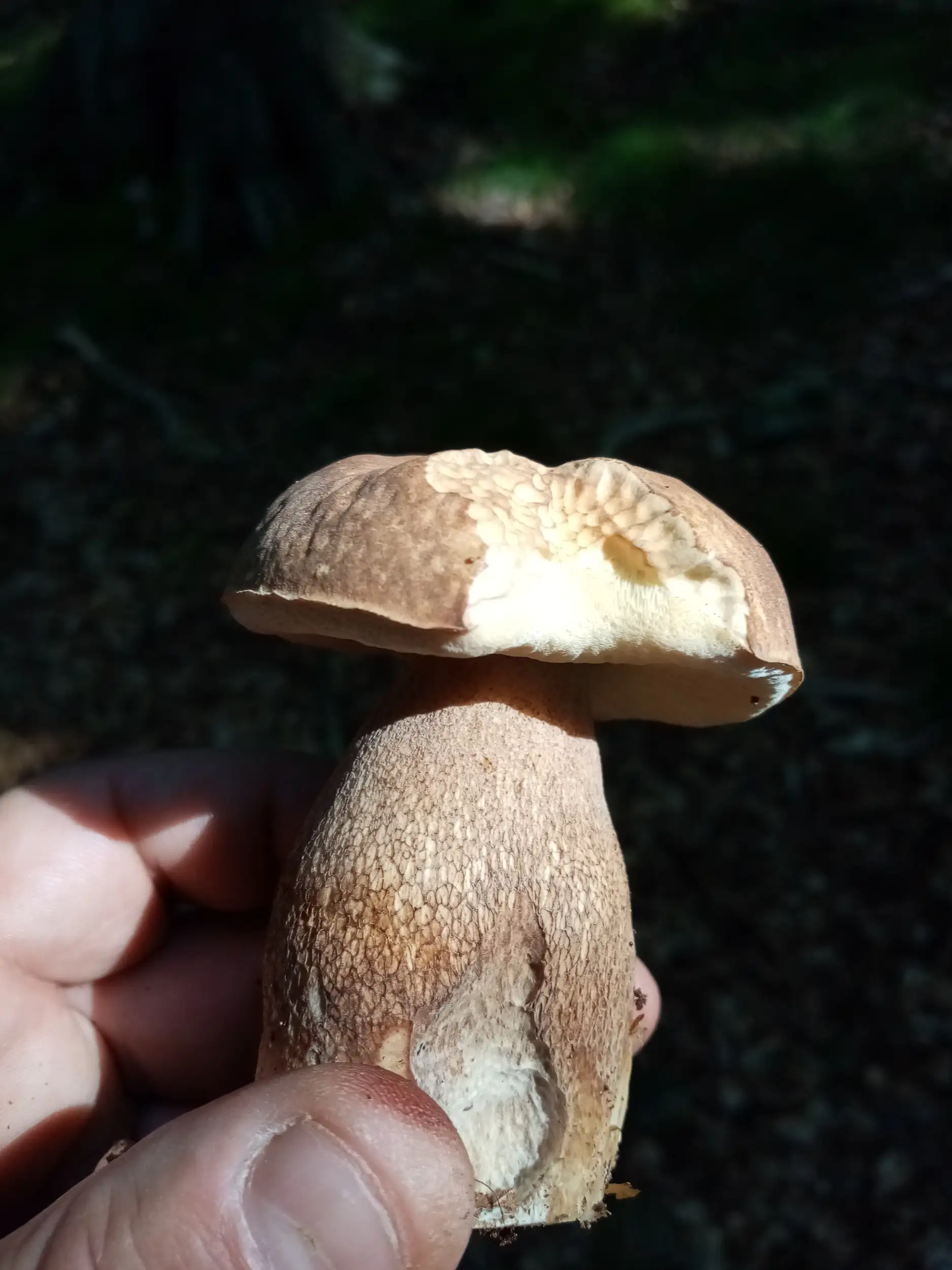 Porcini mushroom in close-up, held in one hand, shaded forest floor in the background.
