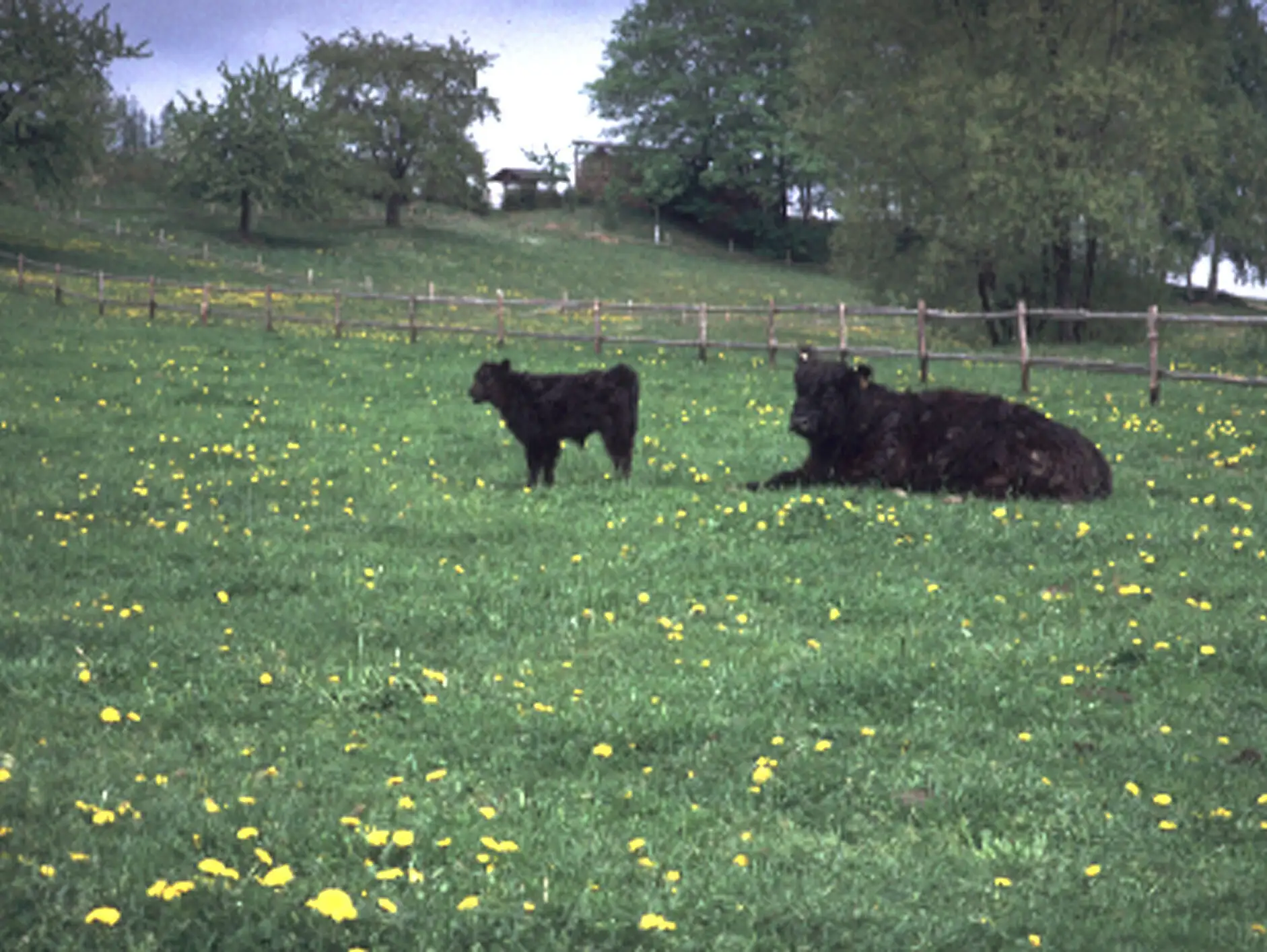 Galloway-Muttertier mit Kalb auf Löwenzahnwiese in Waitzdorf