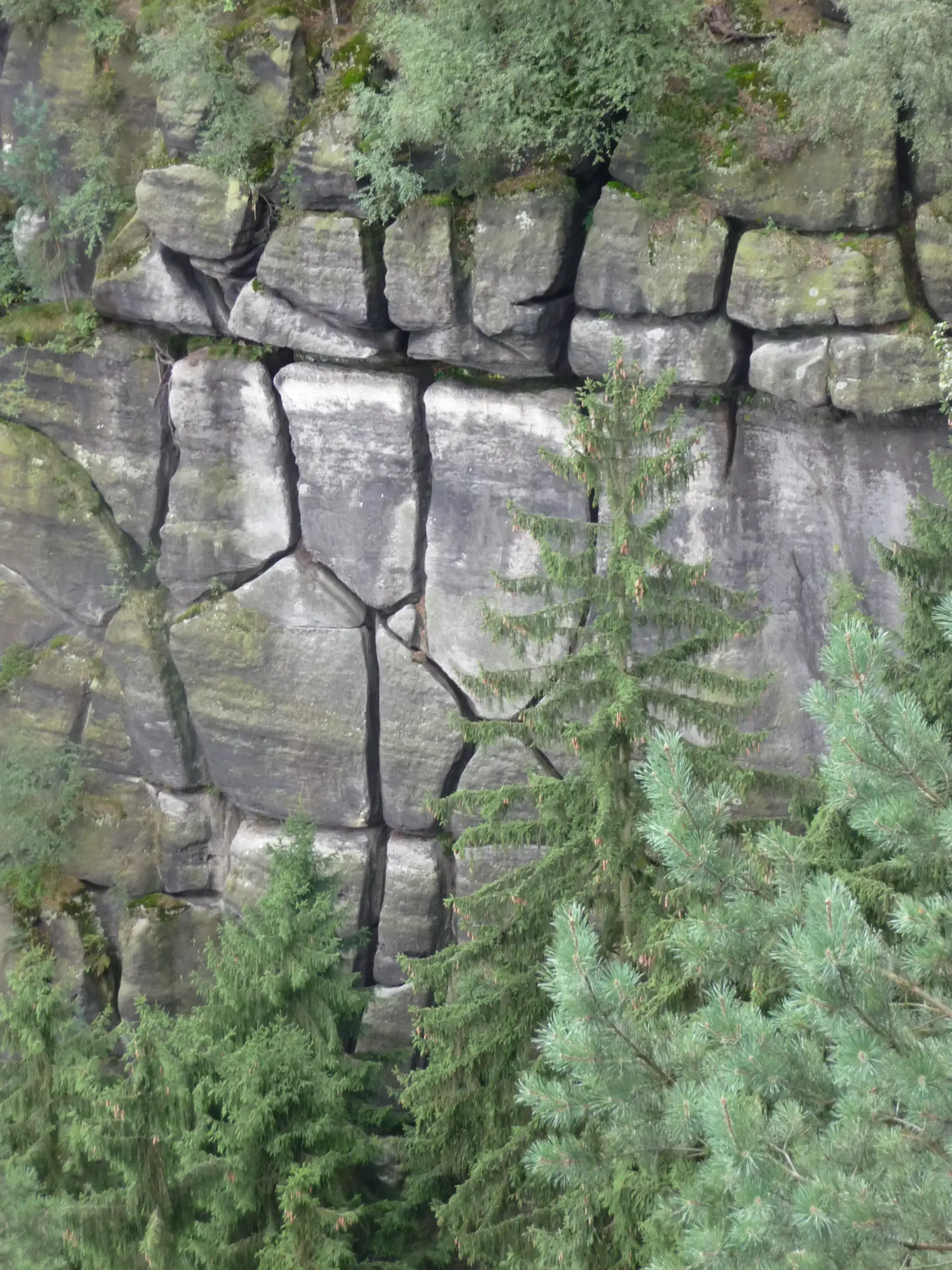 Steile und zerfurchte Felswand im Nationalpark mit Moos und Bäumen