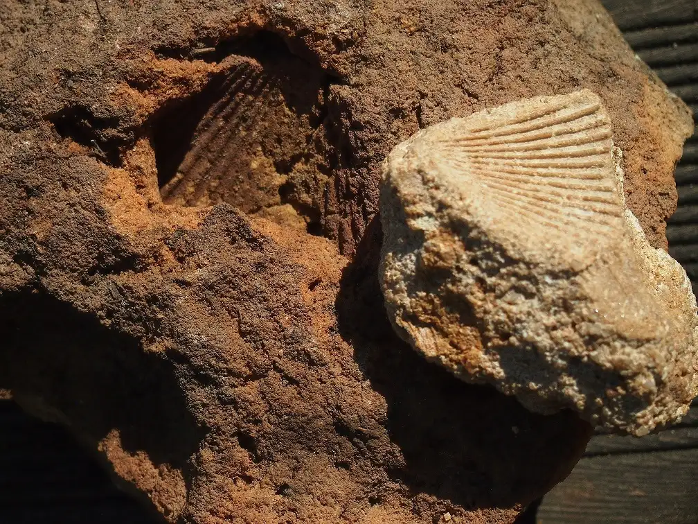 Muschelfossil im Nationalpark Sächsische Schweiz