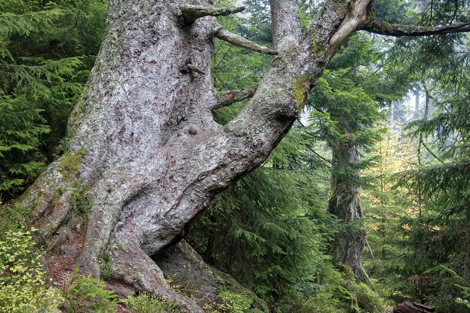 Grossvatertanne im Nationalpark Schwarzwald