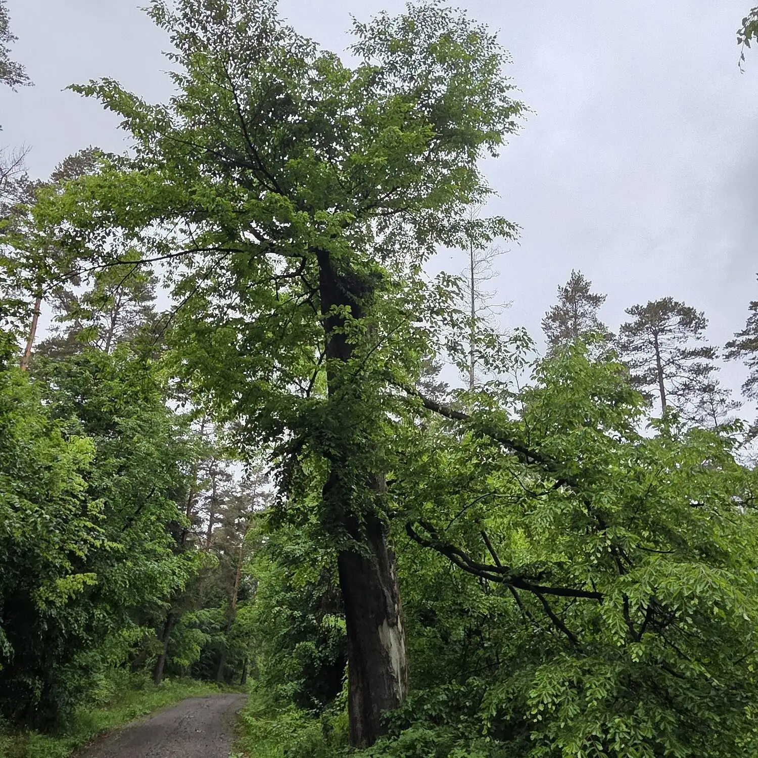 ...auch Natur- und Artenschutz spielt bei der integrativen naturgemäßen Waldbewirtschaftung eine wichtige Rolle. Habitatbäume sind als Lebensgrundlage vieler Tiere wertvoll.