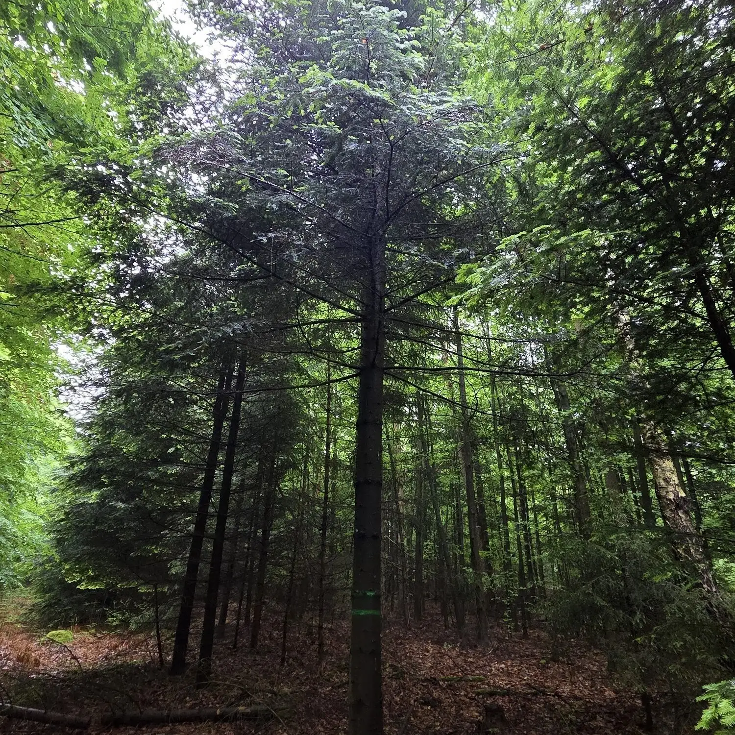 Die Ästung macht den Stamm der Weißtanne wertvoller. Die ertragreiche Waldbewirtschaftung ist wichtiges Ziel der integrativen naturgemäßen Waldbewirtschaftung...