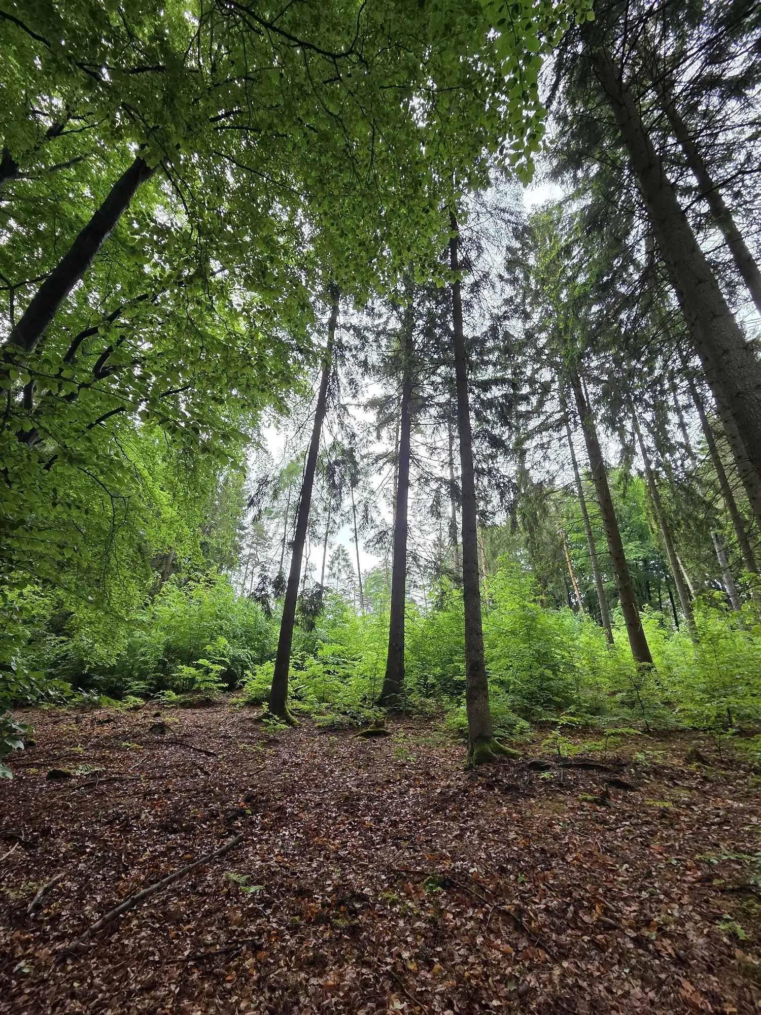 Unterschiedliche Belichtungsverhältnisse sind unentbehrlich für die Strukturvielfalt des Waldes