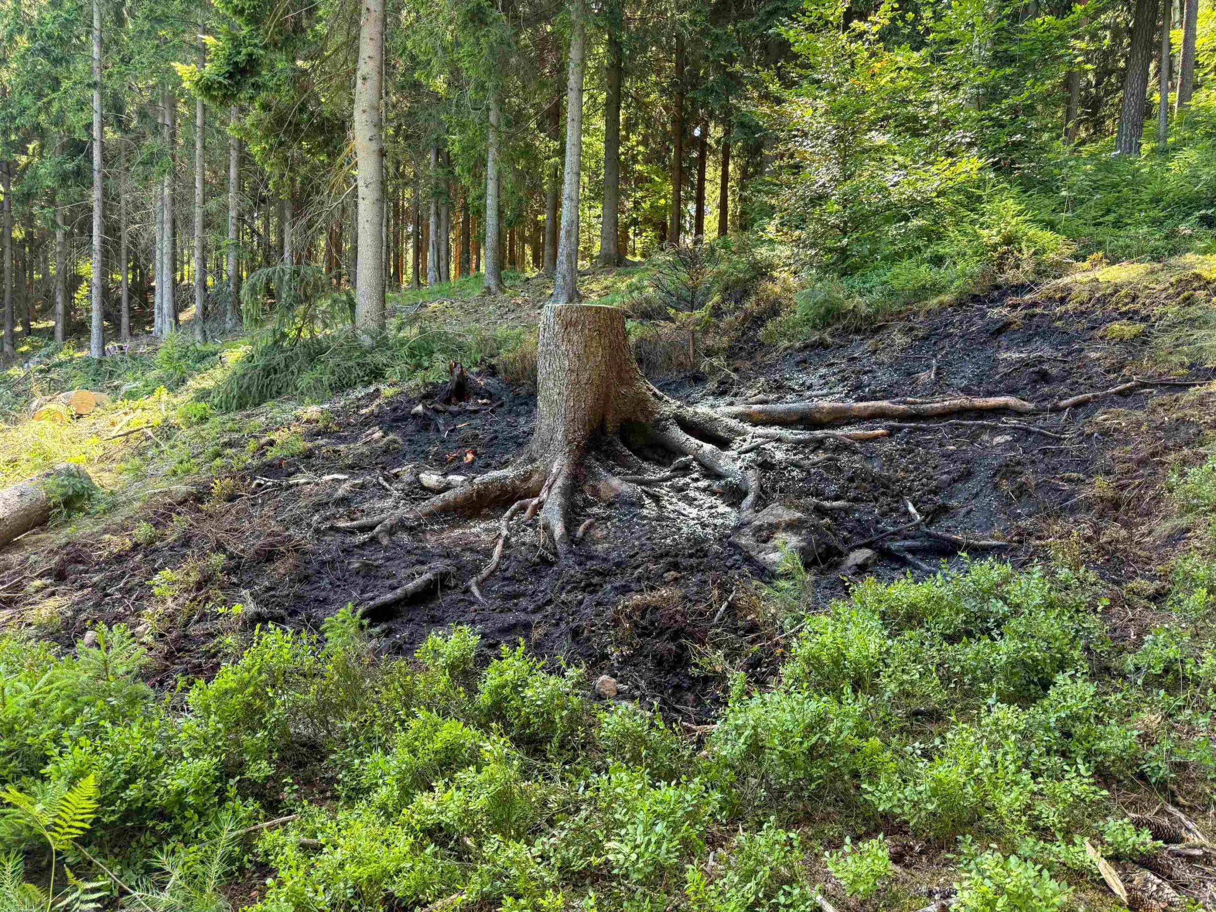 Waldbrand im Glasergrund gelöscht