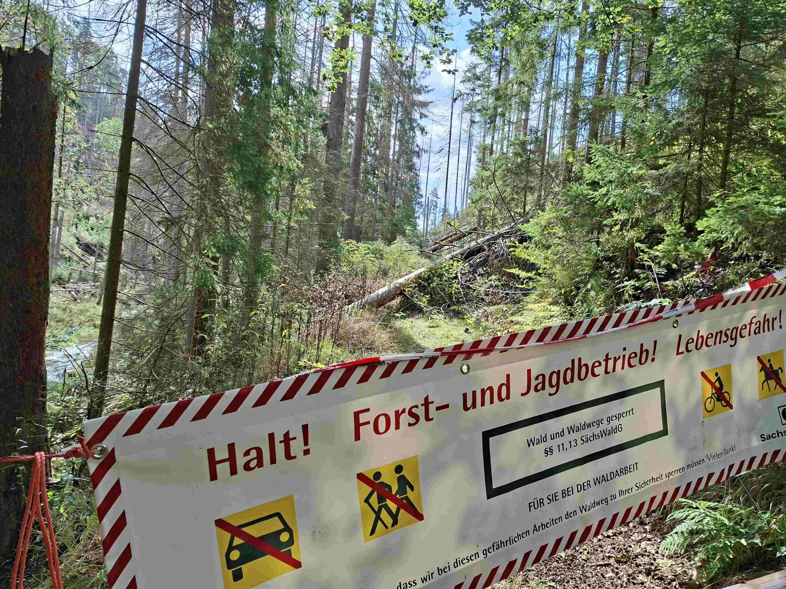 Der Wettinweg unweit der Kirnitzsch, eine Sachsenforst-Banderolle warnt vor dem Forstbetrieb während der Arbeiten. Nun ist der Weg wieder frei geschnitte.