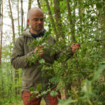 Ronny Goldberg, Artenschutzexperte in der Nationalpark- und Forstverwaltung bei der Begutachtung einer Stechpalme bei Pfaffendorf