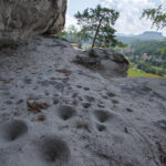 Solche faustgroßen Sandtrichter findet man unter vielen Felsüberhängen in der Sächsischen Schweiz. Am Grund des Trichters lauert er auf seine Beute: der Ameisenlöwe. Foto: H. Landgraf
