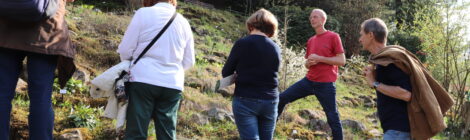 Führung im Botanischen Garten Bad Schandau: Farne und Schattenpflanzen der Sächsischen Schweiz