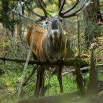 REDEMA: Grenzübergreifende Forschung zu Rothirschen in der Nationalparkregion