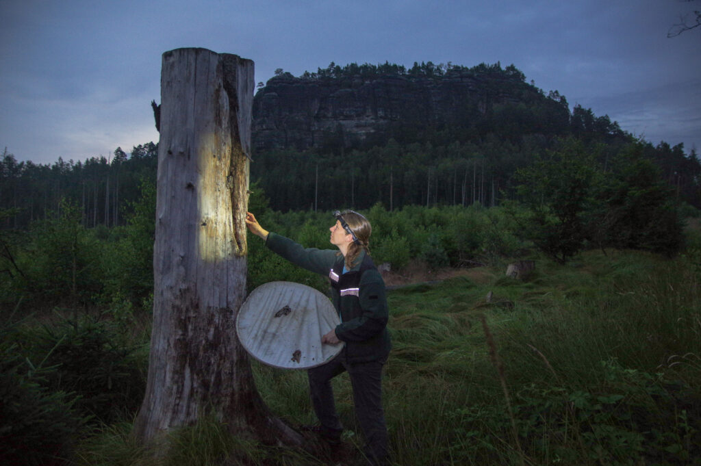 Nach Anbruch der Dunkelheit beginnt das große Krabbeln: Dr. Annika Busse sucht im Schein der Stirnlampe nach Ipidia binotata, einem seltenen Käfer, der als Urwaldrelikt gilt. Foto: H. Landgraf