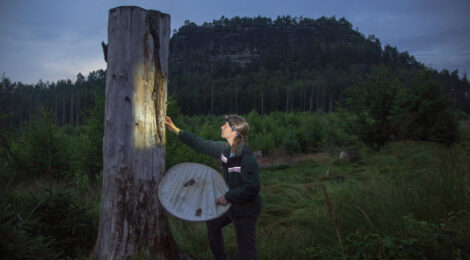 Nach Anbruch der Dunkelheit beginnt das große Krabbeln: Dr. Annika Busse sucht im Schein der Stirnlampe nach Ipidia binotata, einem seltenen Käfer, der als Urwaldrelikt gilt. Foto: H. Landgraf