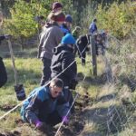 Foto: B. Wolff Teilnehmende des Bergwaldprojektes bauten im Forstrevier Königstein einen nicht mehr benötigten Wildschutzzaun ab.