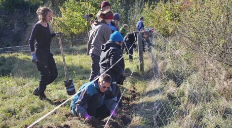 Foto: B. Wolff Teilnehmende des Bergwaldprojektes bauten im Forstrevier Königstein einen nicht mehr benötigten Wildschutzzaun ab.