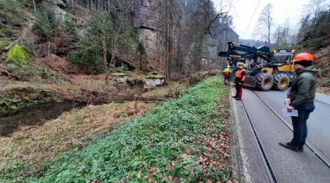 Mitarbeitende der Nationalpark- und Forstverwaltung von Sachsenforst und beauftragter Firmen bewegen gefällte Borkenkäferfichten über die Kirnitzsch zur Straße, um sie dort zu häckseln und anschließend abzutransportieren. Foto: Hp. Mayr