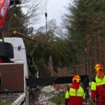 BU: Passende Schmuckbäume für die gute Stube werden am 3. Advent im Forstrevier Königstein und im Forstrevier Ottomühle verkauft. Ausgewählte Fichten und Douglasien von acht bis zehn Metern Höhe in schöner A-Form werden zum Adventszauber der Märkte beitragen. Die Bäume kommen aus dem Forstrevier Bielatal. 