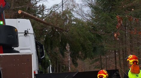 BU: Passende Schmuckbäume für die gute Stube werden am 3. Advent im Forstrevier Königstein und im Forstrevier Ottomühle verkauft. Ausgewählte Fichten und Douglasien von acht bis zehn Metern Höhe in schöner A-Form werden zum Adventszauber der Märkte beitragen. Die Bäume kommen aus dem Forstrevier Bielatal. 