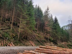 Am Waldweg Nasser Grund fällen Waldarbeiter im Auftrag der Nationalpark- und Forstverwaltung Sächsische Schweiz von Sachsenforst junge Fichten. Künftig erhalten damit Laubbäume wie die an den herbstlich braunen Blättern erkennbare Buche mehr Licht und werden gefördert. Dies führt zu einer besseren Durchmischung des Waldes. Während der Arbeiten müssen Radfahrer und Wanderer noch bis 07.02. die ausgewiesenen Umleitungen nutzen. Am Wochenende ist der Weg frei. Foto: Hp. Mayr