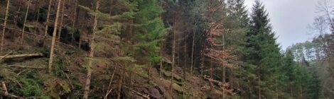 Am Waldweg Nasser Grund fällen Waldarbeiter im Auftrag der Nationalpark- und Forstverwaltung Sächsische Schweiz von Sachsenforst junge Fichten. Künftig erhalten damit Laubbäume wie die an den herbstlich braunen Blättern erkennbare Buche mehr Licht und werden gefördert. Dies führt zu einer besseren Durchmischung des Waldes. Während der Arbeiten müssen Radfahrer und Wanderer noch bis 07.02. die ausgewiesenen Umleitungen nutzen. Am Wochenende ist der Weg frei. Foto: Hp. Mayr